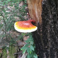 reishi mushroom in the wilds of northern Maine